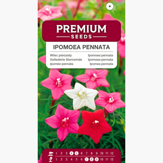 Gefiederte Sternwinde - Mischung - Spektakuläre Kletterpflanze Bis 3 Meter - Ipomoea pennata