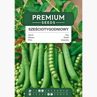 Erbsen Sechswochen - Blitzschnelle Ernte, ideal für den direkten Verzehr - Pisum sativum