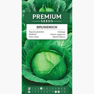 Weißkohl Brunswijker - Saftig und knackig, Meisterin der kulinarischen Variationen - Brassica oleracea var. capitata f. alba