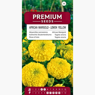 Aufrechte Studentenblume - Zitronengelb - Bringt Beete Und Kübel Zum Strahlen - Tagetes erecta