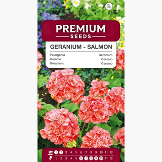 Geranie - Lachs - Perfekt Für Balkon Und Terrasse - Pelargonium zonale