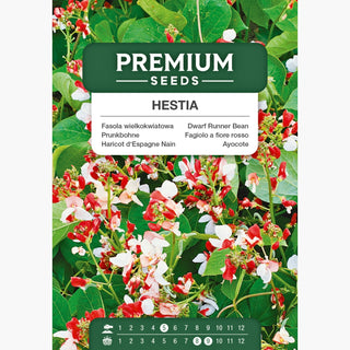 Prunkbohne - Hestia - Perfekt Für Die Topfkultur