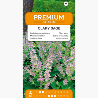 Muskatellersalbei - Dekorativ, würzig und heilend, dichte, pastellfarbene Blumen - Salvia sclarea