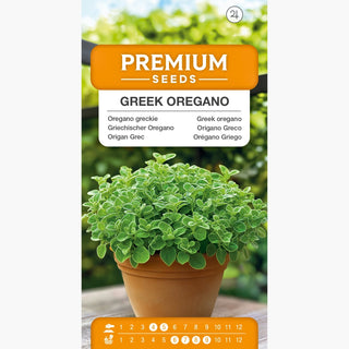 Griechischer Oregano - Sehr intensiver Geschmack und Aroma, für Garten- und Topfkultur - Origanum vulgare ssp. hirtum
