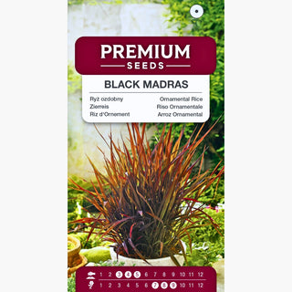 Zierreis - Black Madras - Auffällige Elegante Gartenverschönerung - Oryza sativa