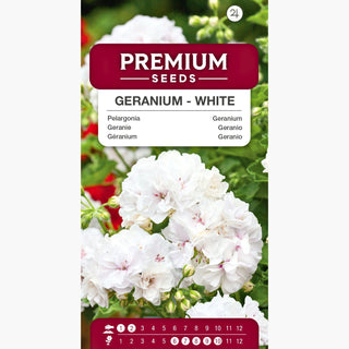 Geranie - Weiß - Ideal Für Balkonkästen Und Kübel - Pelargonium zonale