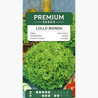 Eichblattsalat Lollo Bionda - Ideal für den ganzjährigen Anbau, frostbeständig