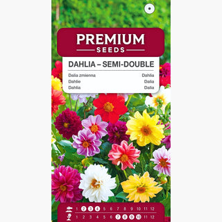 Dahlie - Halbgefüllte Mischung - Halbgefüllte Sommermischung - Dahlia pinnata