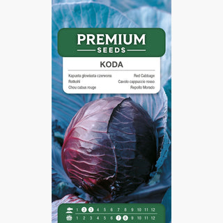 Rotkohl Koda - Knackig, saftig, reich an Vitaminen, ideal für Rohkostsalate - Brassica oleracea convar. capitata var. rubra