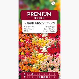 Zwerg Löwenmaul Mischung - Mehrfarbige Blumen, ideal für Beeteinfassungen und Beete - Antirrhinum majus