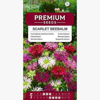 Indianernessel - Bienenfreundlich, Schmetterlingsmagnet - Monarda didyma