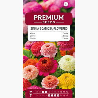 Zinnie Scabiosenblütige Mischung - Gefüllte Blumen, Schmuck für Beete und Gärten - Zinnia elegans