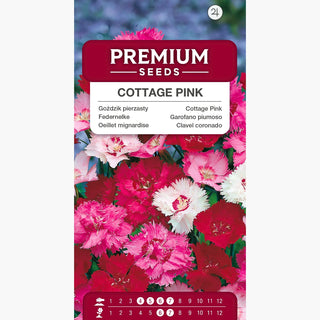 Federnelke - Mischung - Pastellfarbene Blüten, Perfekt Für Steingärten Und Beete - Dianthus plumarius