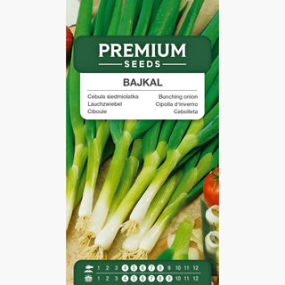 Lauchzwiebel Bajkal - Kräftiges Aroma, Besonders Würzig