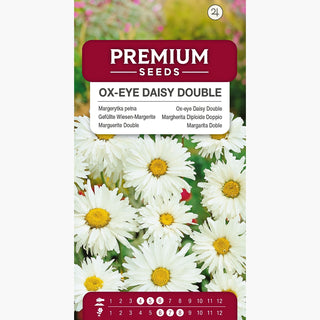 Wiesen-Margerite Gefüllte - Schneeweiße, volle Blütenstände, leicht zu kultivieren, frostbeständig - Chrysanthemum leucanthemum