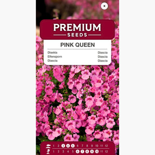 Elfensporn Pink Queen - Zarter Balkonschmuck - Diascia barberae