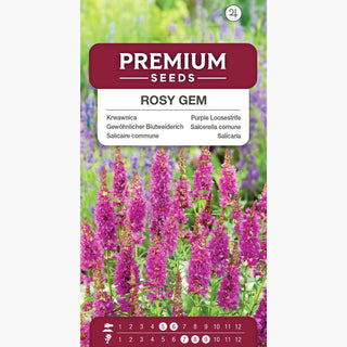 Gewöhnlicher Blutweiderich - Rosy Gem - Wertvolle Ergänzung Für Die Blumenwiese - Lythrum salicaria
