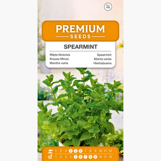 Krause Minze - Einzigartiger Geschmack und Aroma, hervorragend für Topfkultur - Mentha spicata