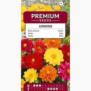 Dahlie Unwins - Leichter Natürlicher Stil - Dahlia pinnata