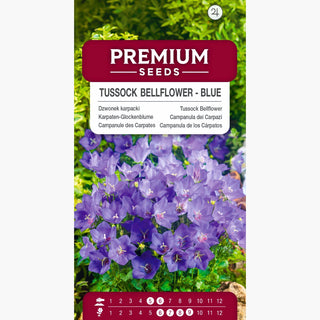 Karpaten-Glockenblume Blau - Blau-violette Blumenexplosion - Campanula carpatica