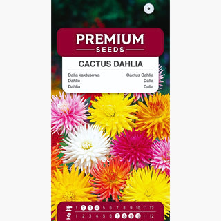 Dahlie - Kaktus Mischung - Blüten Mit Außergewöhnlichen Blütenblättern - Dahlia pinnata