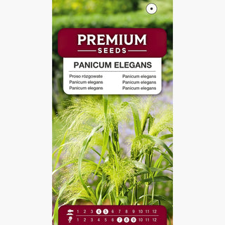 Panicum elegans - Atemberaubende, Filigrane Blütenrispen - Panicum elegans