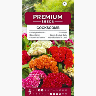 Hahnenkamm - Spektakuläres Farbenspiel im Garten - Celosia argentea var. cristata