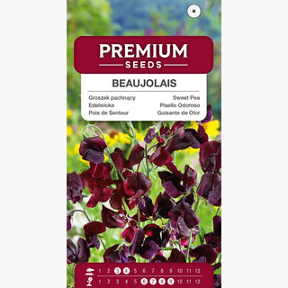Edelwicke - Beaujolais - Wunderschöner Schmuck Für Pergola Und Laube - Lathyrus odoratus