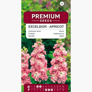 Levkoje - Excelsior Apricot - Warmer Romantischer Blütenton - Matthiola incana