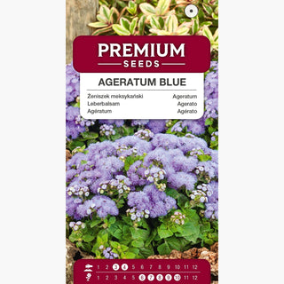 Leberbalsam Blau - Niedrig mit blauen Blumen, ideal für Beete und Töpfe - Ageratum houstonianum