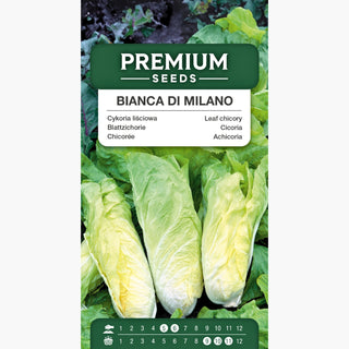 Blattzichorie Bianca di Milano - Ideal für frische Rohkost und Salate - Cichorium intybus var. foliosum