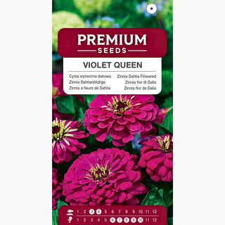 Zinnie Dahlienblütige - Violet Queen - Intensives Königsviolett - Zinnia elegans