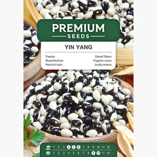 Buschbohne - Yin Yang - Frühe Ernte, Außergewöhnliche Optik