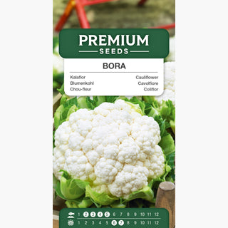 Blumenkohl Bora - Schnelles Wachstum, großartig zum Kochen - Brassica oleracea var. botrytis