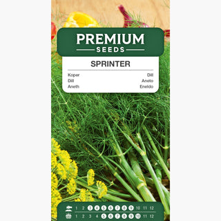 Dill Sprinter - Aromatisch, saftige Blätter, ertragreich