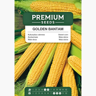 Zuckermais - Golden Bantam - Ertragreich, schmackhaft, große und süße Kolben bis zu 22 cm - Zea mays convar. saccharata