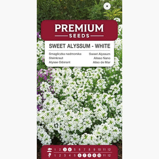 Steinkraut - Weiß - Kleine Kompakte Weiße Blüten In Polstern - Lobularia maritima