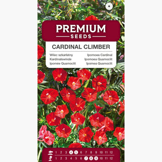 Kardinalswinde - Leuchtend Rotes Blütenmeer, Schmetterlingsfreundlich - Ipomoea quamoclit Cardinalis