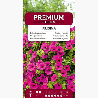 Hängepetunie Rubina - Reichliche Blumenkaskaden, außergewöhnlich einfach zu kultivieren - Petunia x hybrida pendula