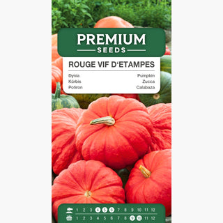 Kürbis - Rouge vif d'Etampes - Sorte mit süßem Geschmack und einfacher Kultivierung - Cucurbita maxima - Premium-Saatgut