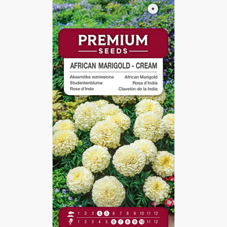 Studentenblume – Crème – Zarte Blüten in Creme und Weiß, voller Schönheit! – Tagetes erecta