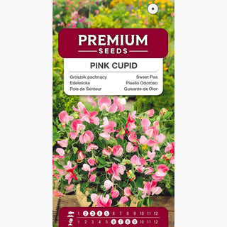 Edelwicke - Pink Cupid - Blüten In Zartem Rosé - Lathyrus odoratus