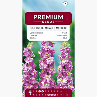 Levkoje - Excelsior Miracle Mid Blue - Reich Blühend, Sommerlich Duftend - Matthiola incana