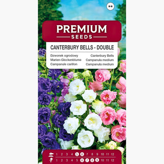 Marien-Glockenblume Gefüllte Mischung - Wunderschöne Dekoration für Sommerbeete - Campanula medium