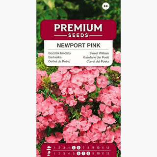 Bartnelke - Newport Pink - Rosa Lachsfarbener Gartenakzent - Dianthus barbatus