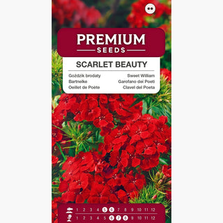 Bartnelke - Scarlet Beauty - Auffällige Farbe, Ausdrucksstarke Dekoration - Dianthus barbatus