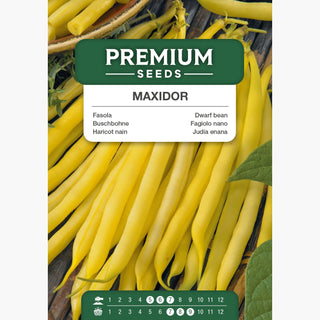 Buschbohne Maxidor - Goldene, lange Hülsen, besonders ertragreich
