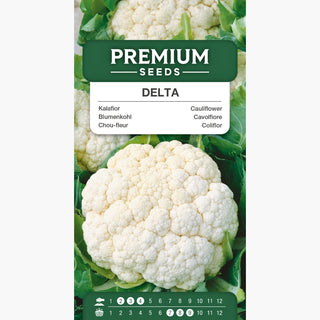 Blumenkohl Delta - Blitzschnelle Ernte, Röschengewicht bis zu 1 kg - Brassica oleracea var. botrytis
