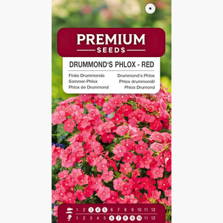 Sommer-Phlox - Rot - Für Sommerbeete In Rot - Phlox drummondii