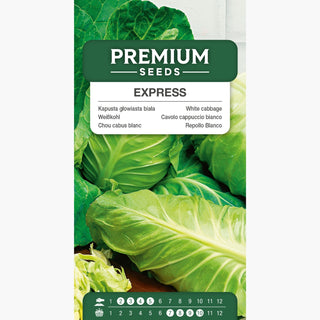 Weißkohl Express - Königin der frühen Ernte, blitzschnelle Geschmacksexplosion - Brassica oleracea var. capitata f. alba